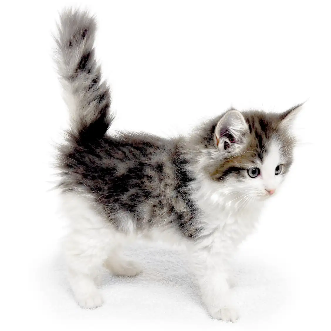 ノルウェージャンフォレストキャット