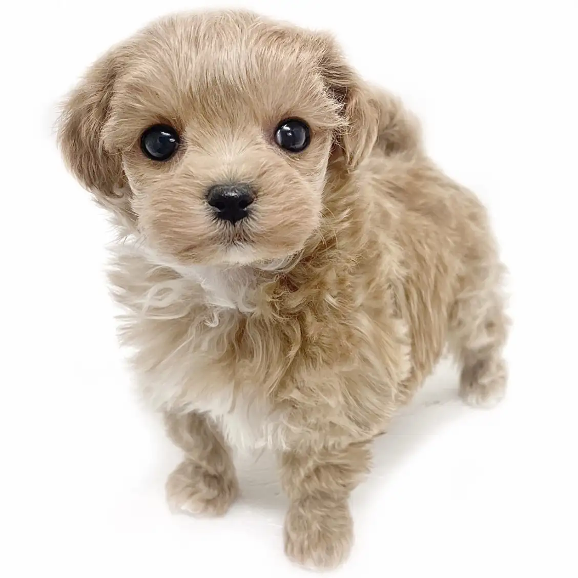 MIX（マルチーズ×トイプードル）