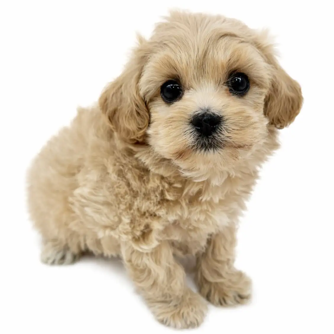 MIX（マルチーズ×トイプードル）