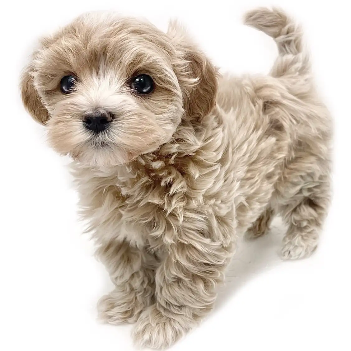 MIX(マルチーズ×トイプードル)