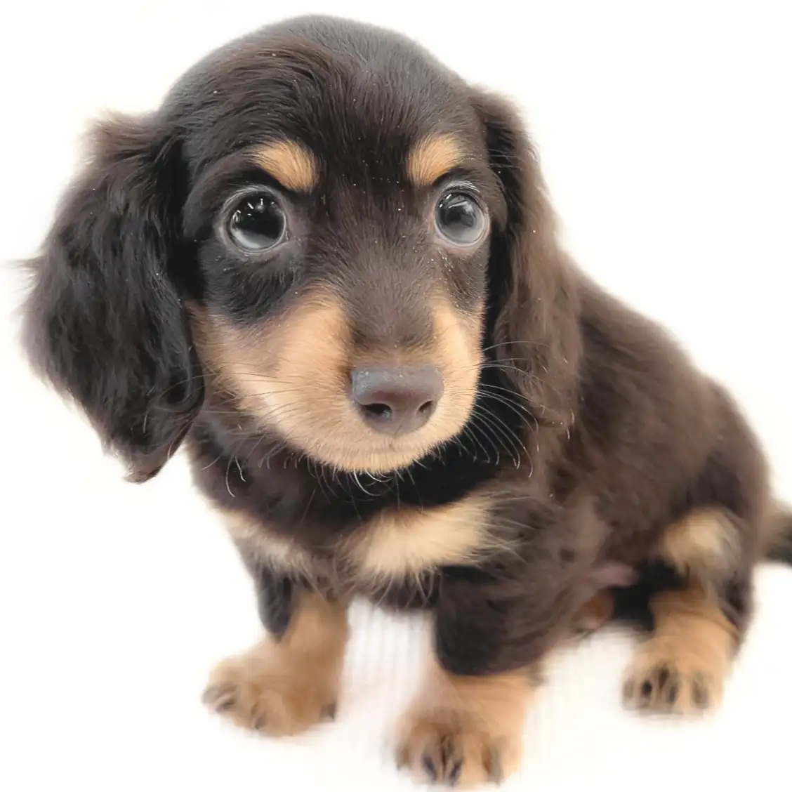 ミニチュア・ダックスフント