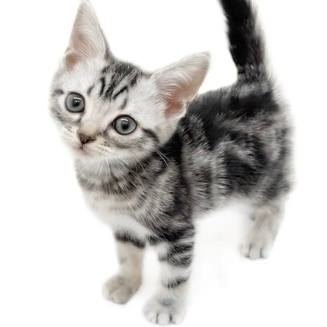 アメリカンショートヘア