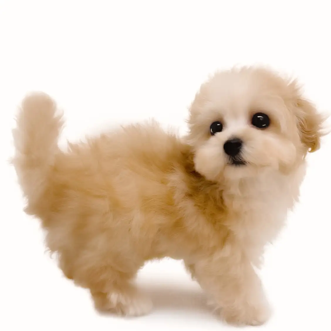 MIX(トイプードル×マルチーズ)