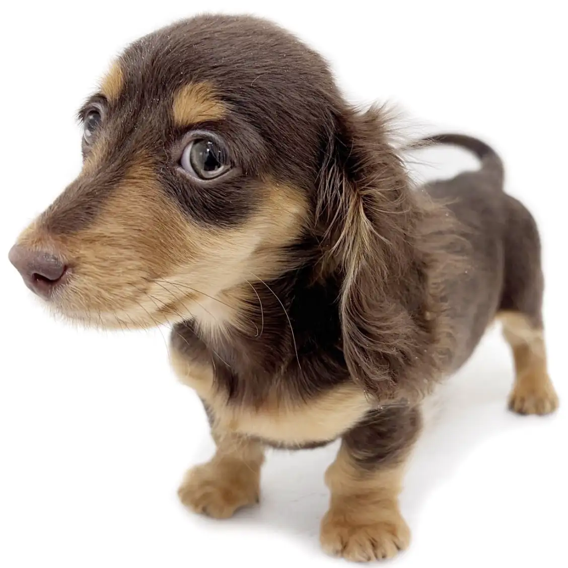 ミニチュア・ダックスフント