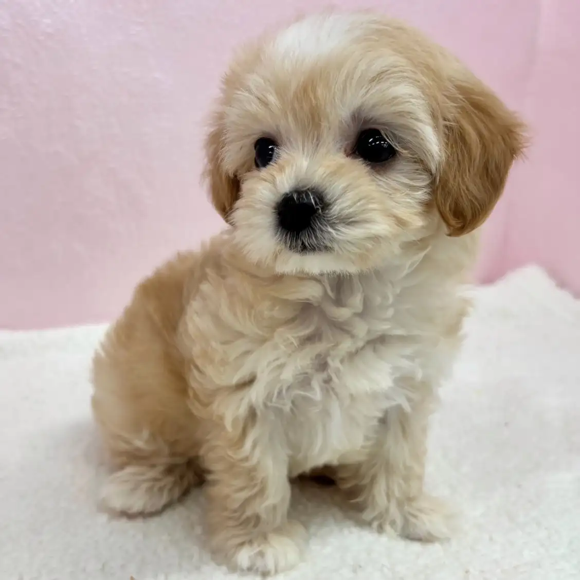 MIX(トイプードル×マルチーズ)