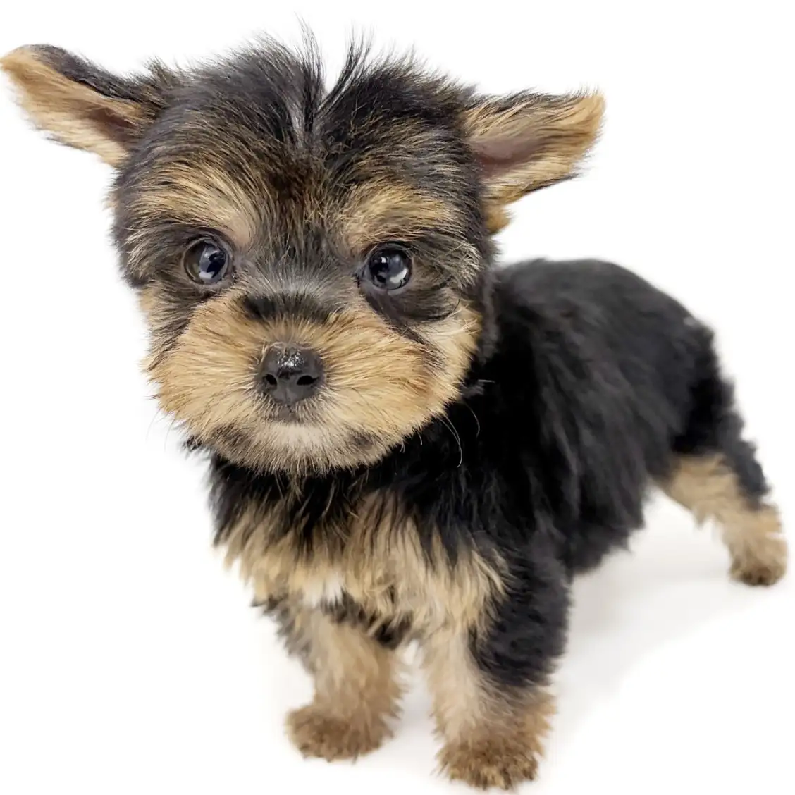 ヨークシャーテリア