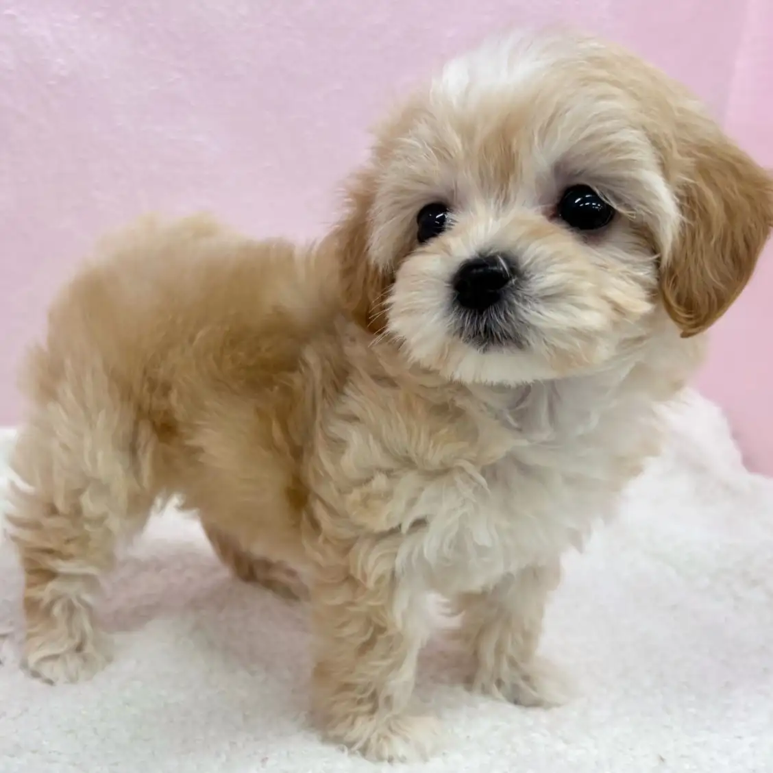 MIX(トイプードル×マルチーズ)