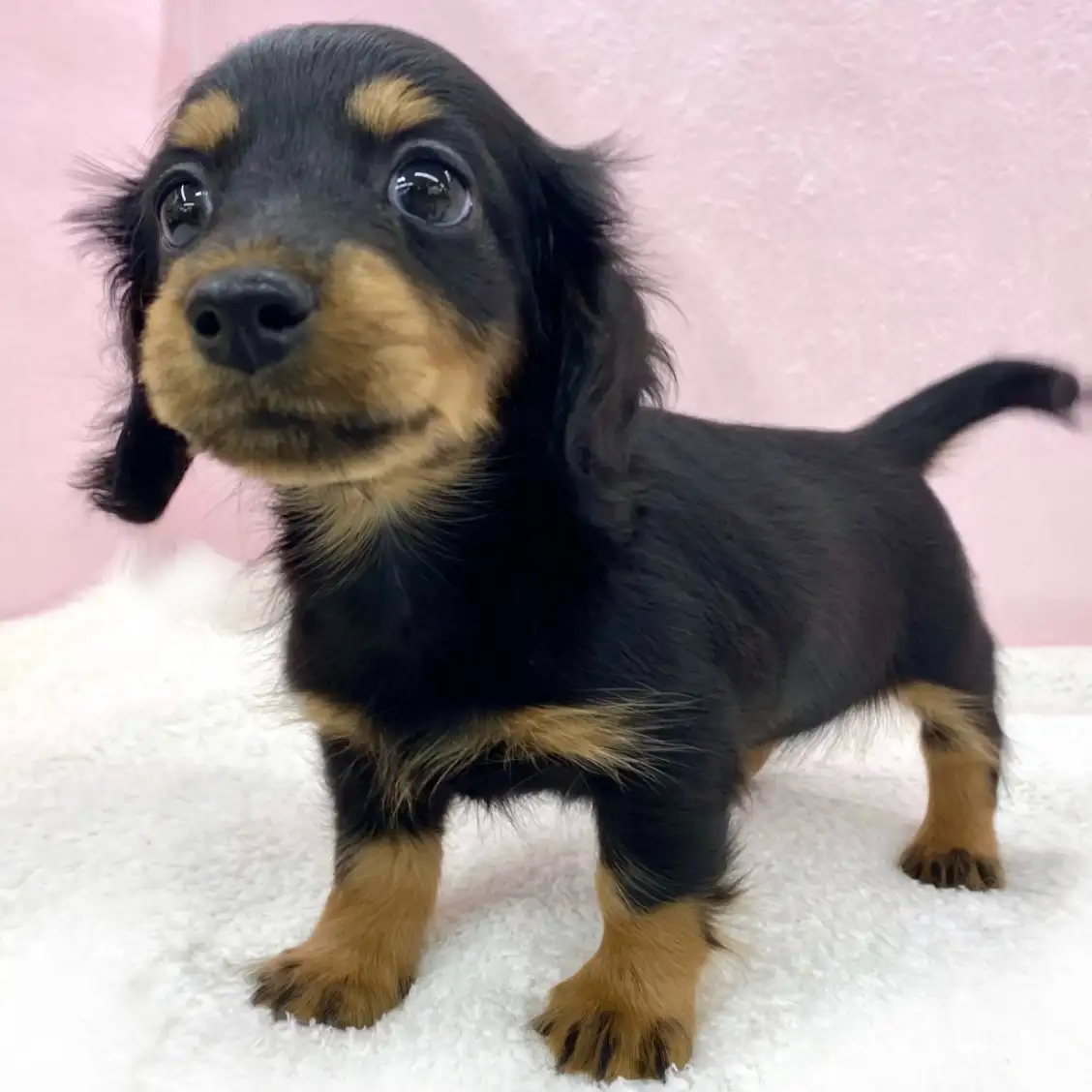 カニンヘン・ダックスフント