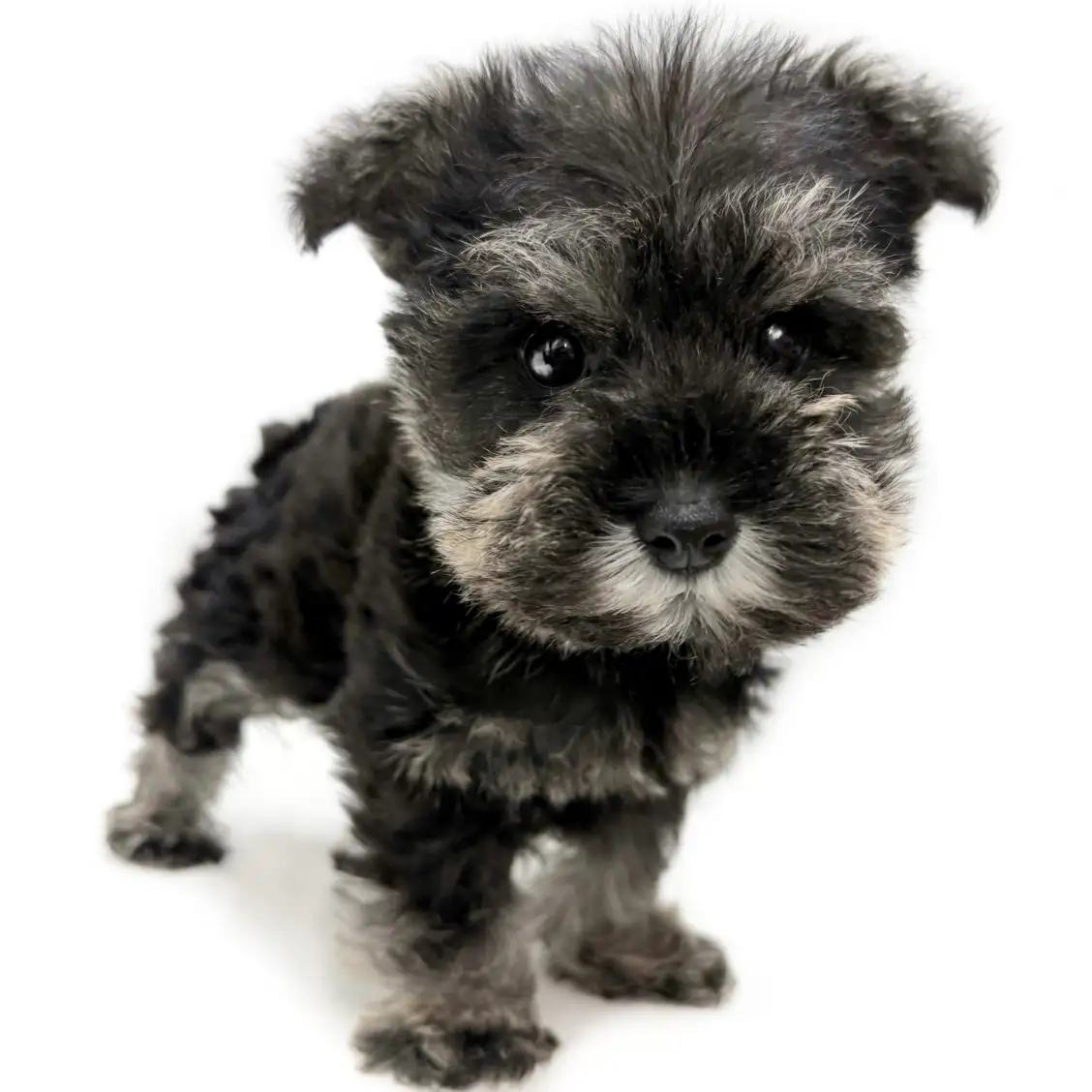 ミニチュア・シュナウザー