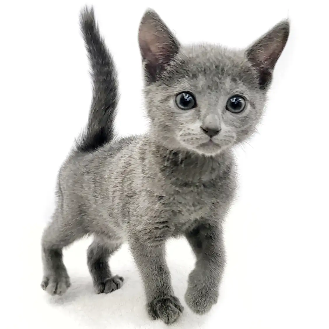 ロシアンブルー