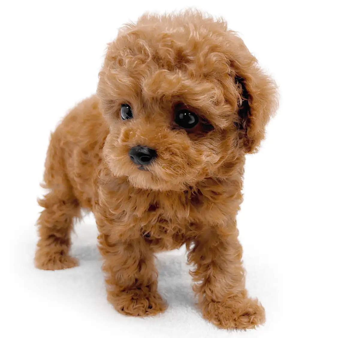 トイ・プードル