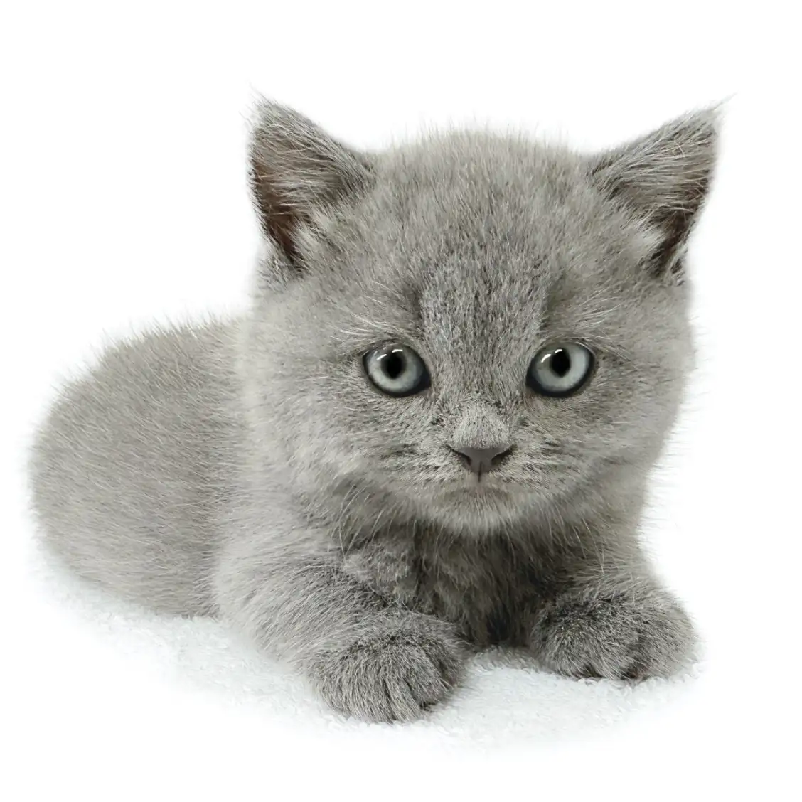 ブリティッシュショートヘア