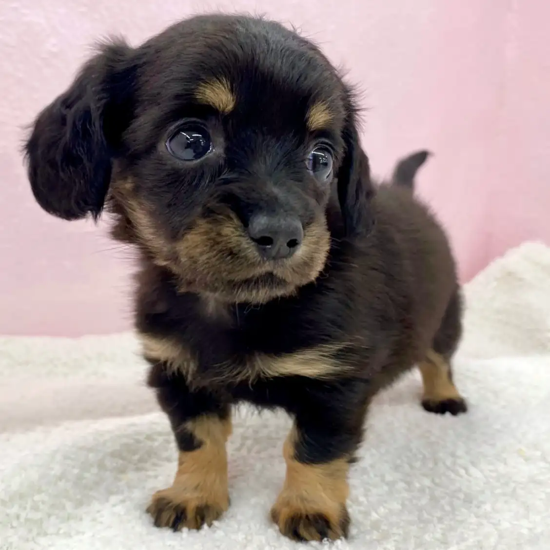 MIX（チワワ×ミニチュアダックスフント）