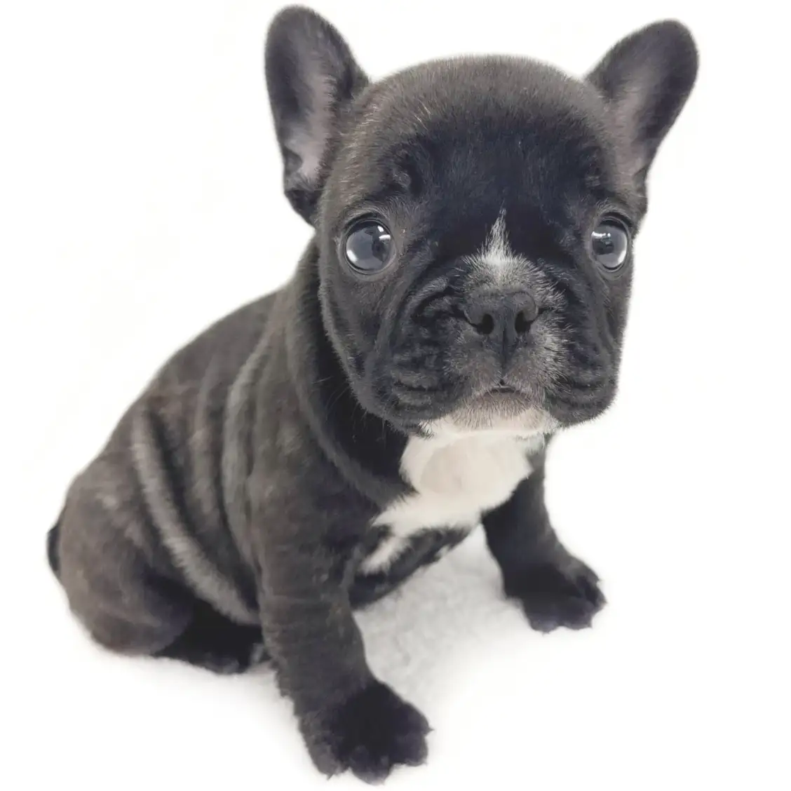 フレンチブルドッグ