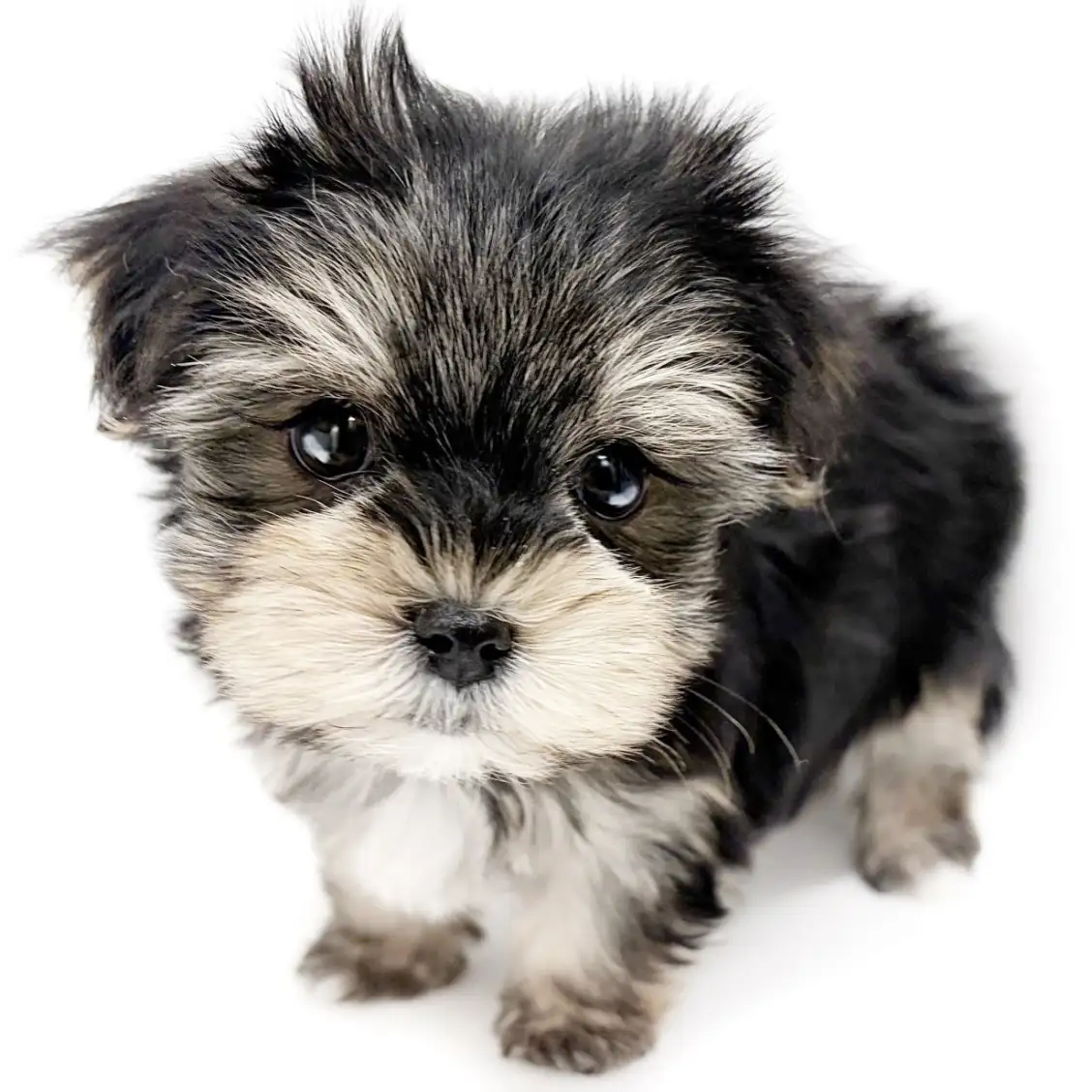 MIX（マルチーズ×ヨークシャーテリア）