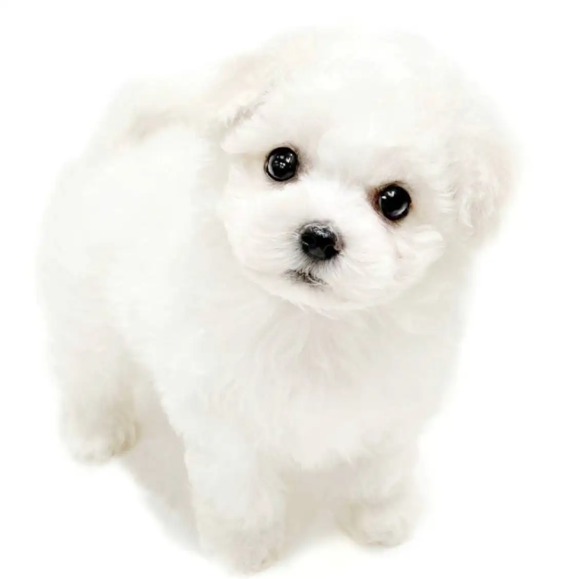 ビションフリーゼ