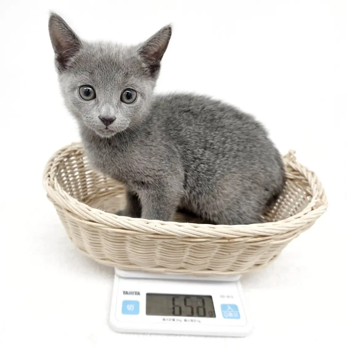 ロシアンブルー