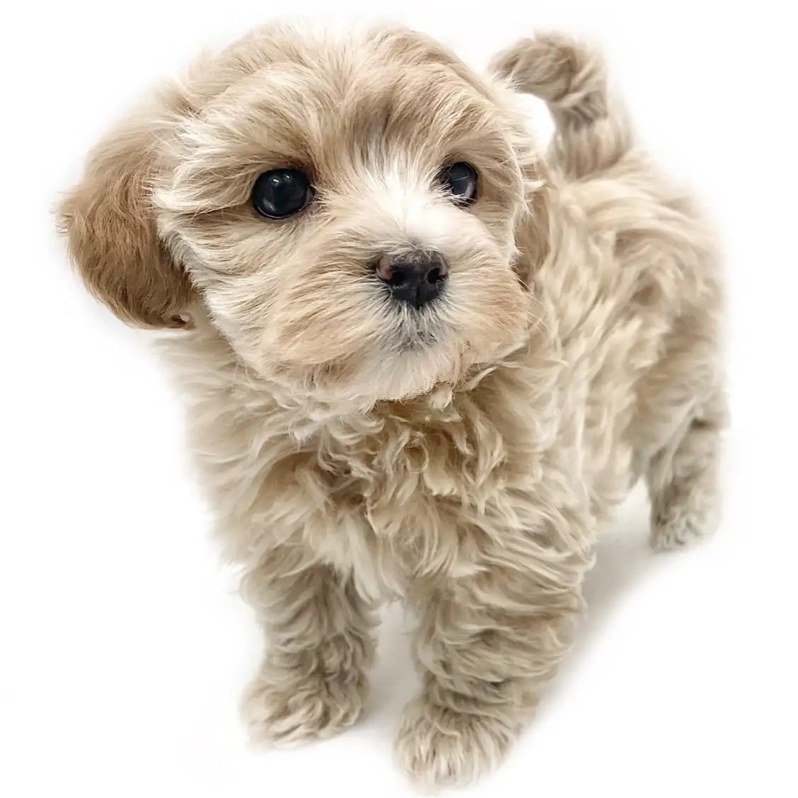 MIX(マルチーズ×トイプードル)