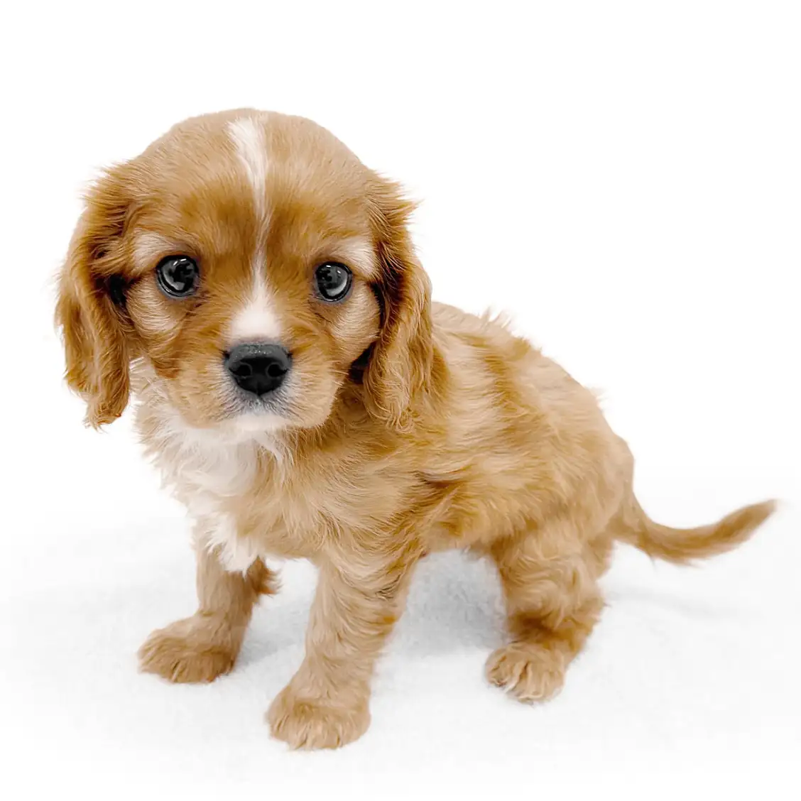 キャバリア・キングチャールズ・スパニエル