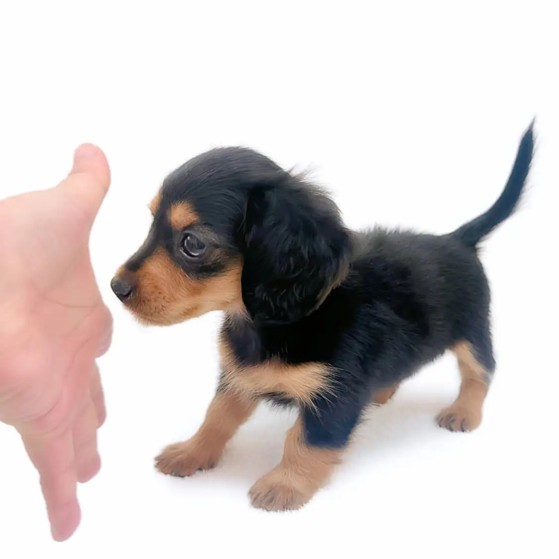 カニンヘン・ダックスフント