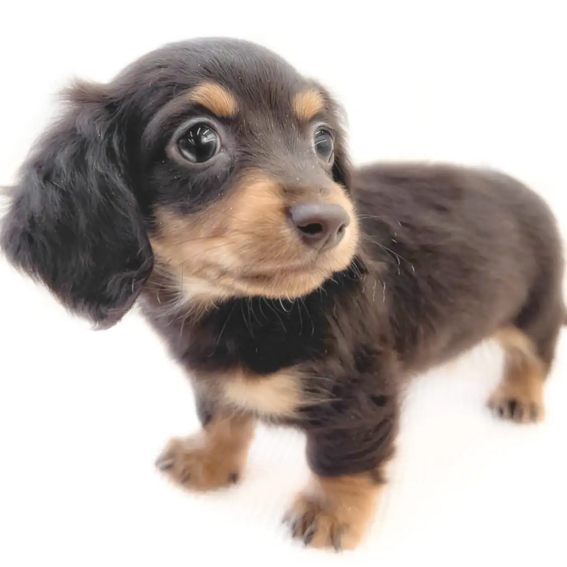 ミニチュア・ダックスフント