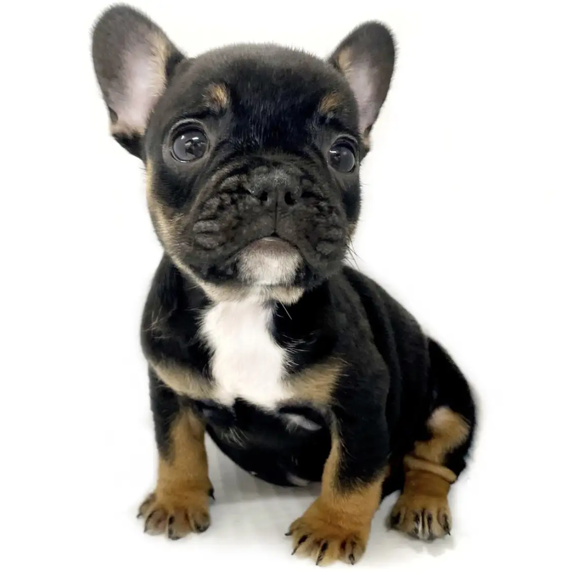 フレンチブルドッグ