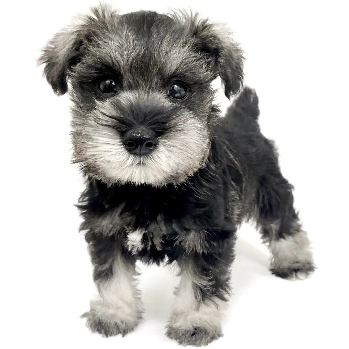 ミニチュア・シュナウザー