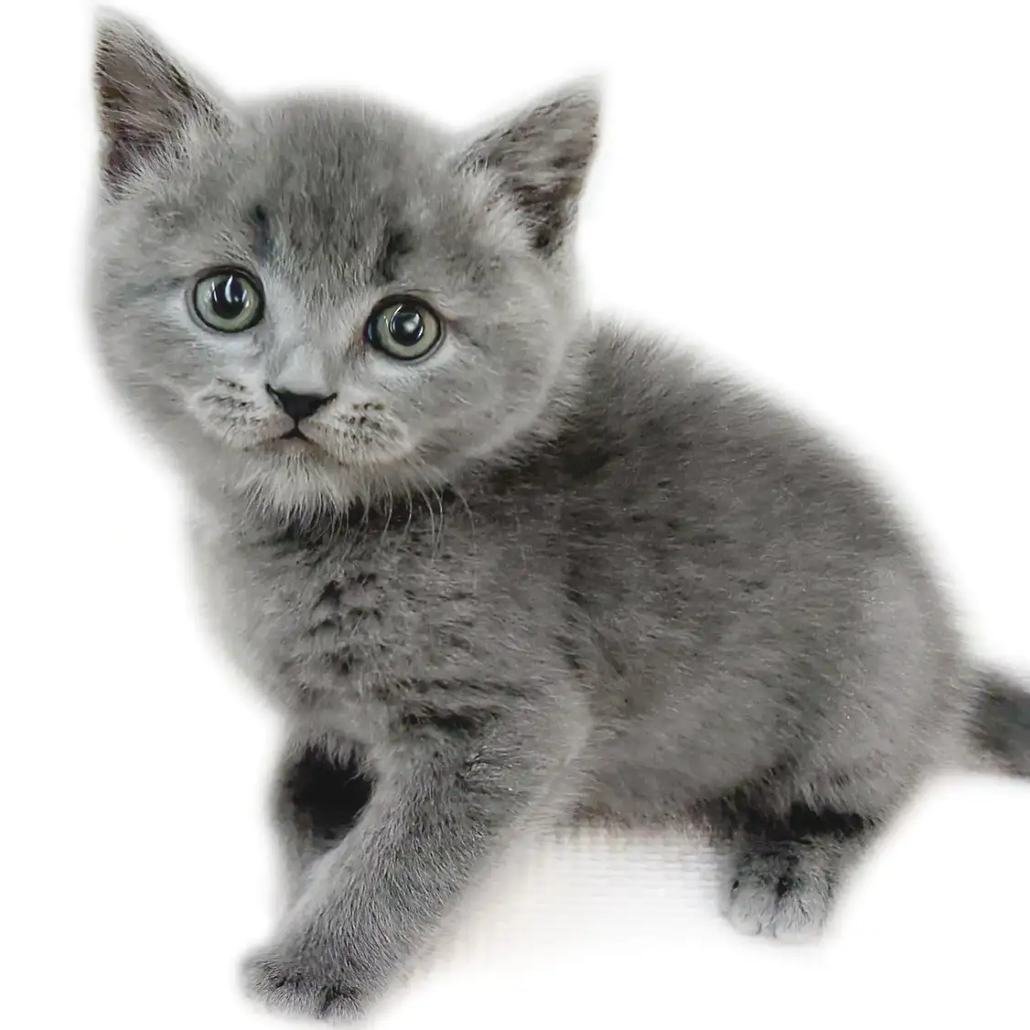 ブリティッシュショートヘア