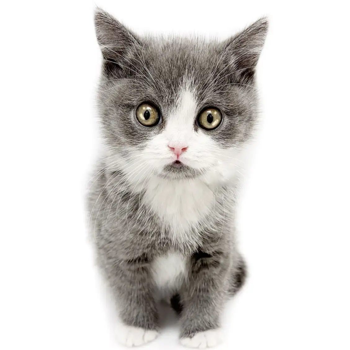 ブリティッシュショートヘア