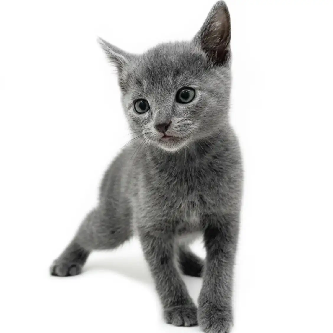 ロシアンブルー