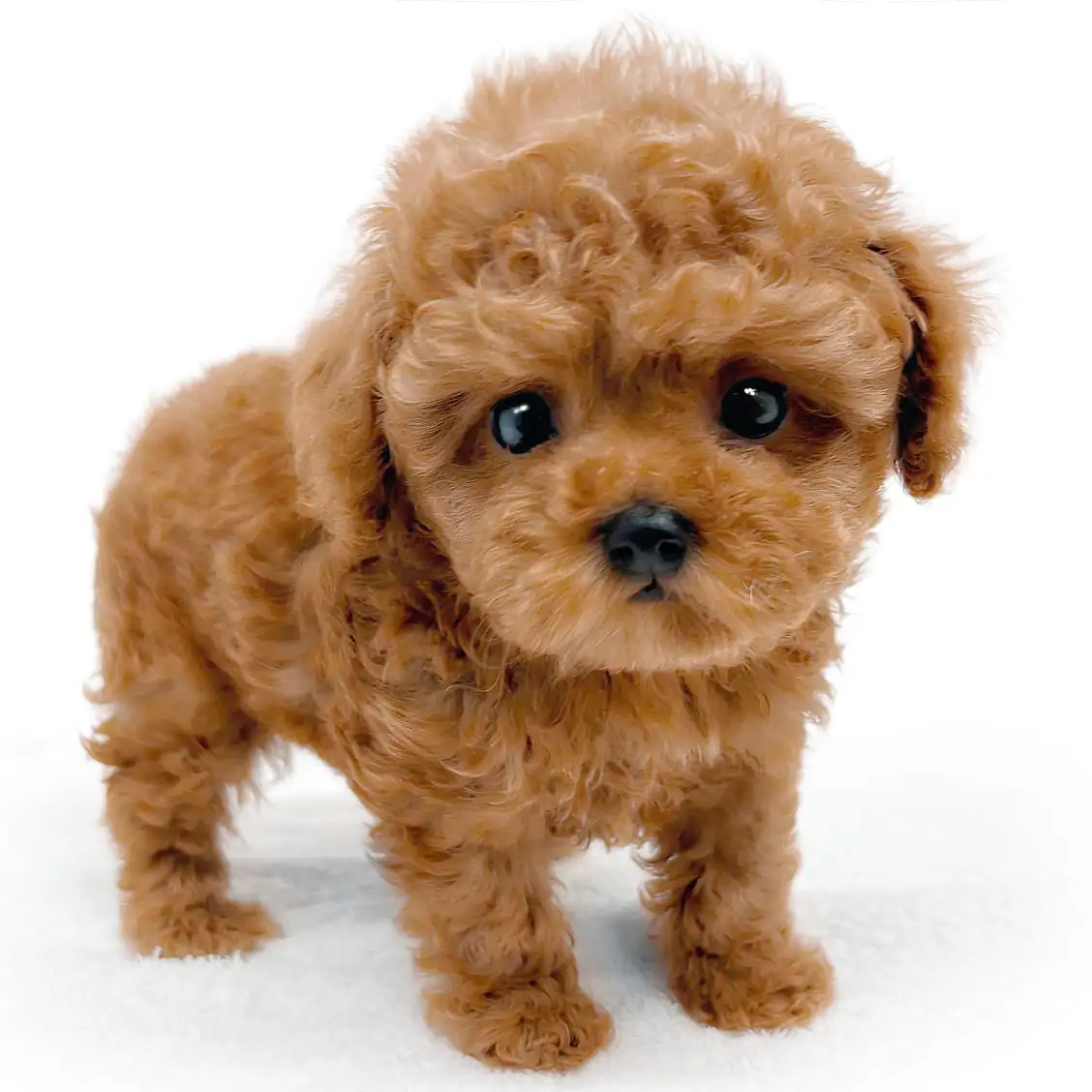 トイ・プードル