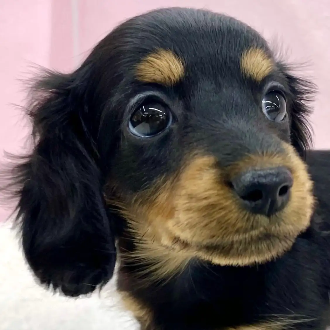 カニンヘン・ダックスフント