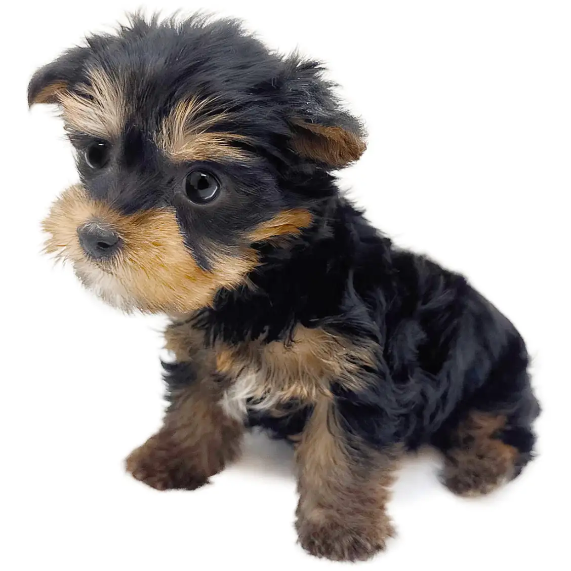 ヨークシャーテリア