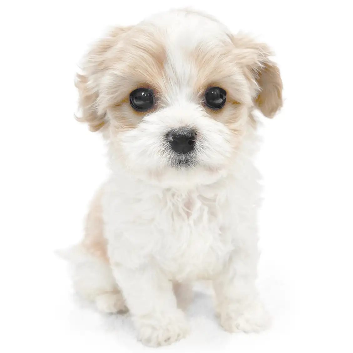 MIX(キャバリアキングチャールズスパニエル×ビションフリーゼ)