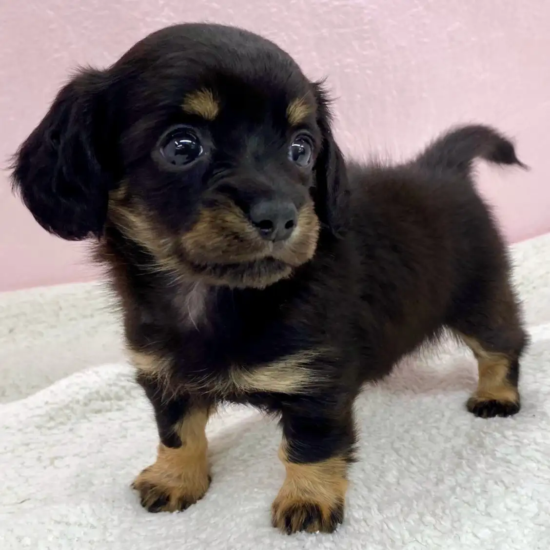 MIX（チワワ×ミニチュアダックスフント）