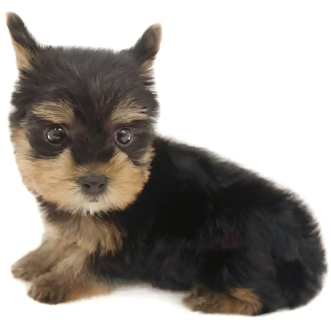 ヨークシャーテリア