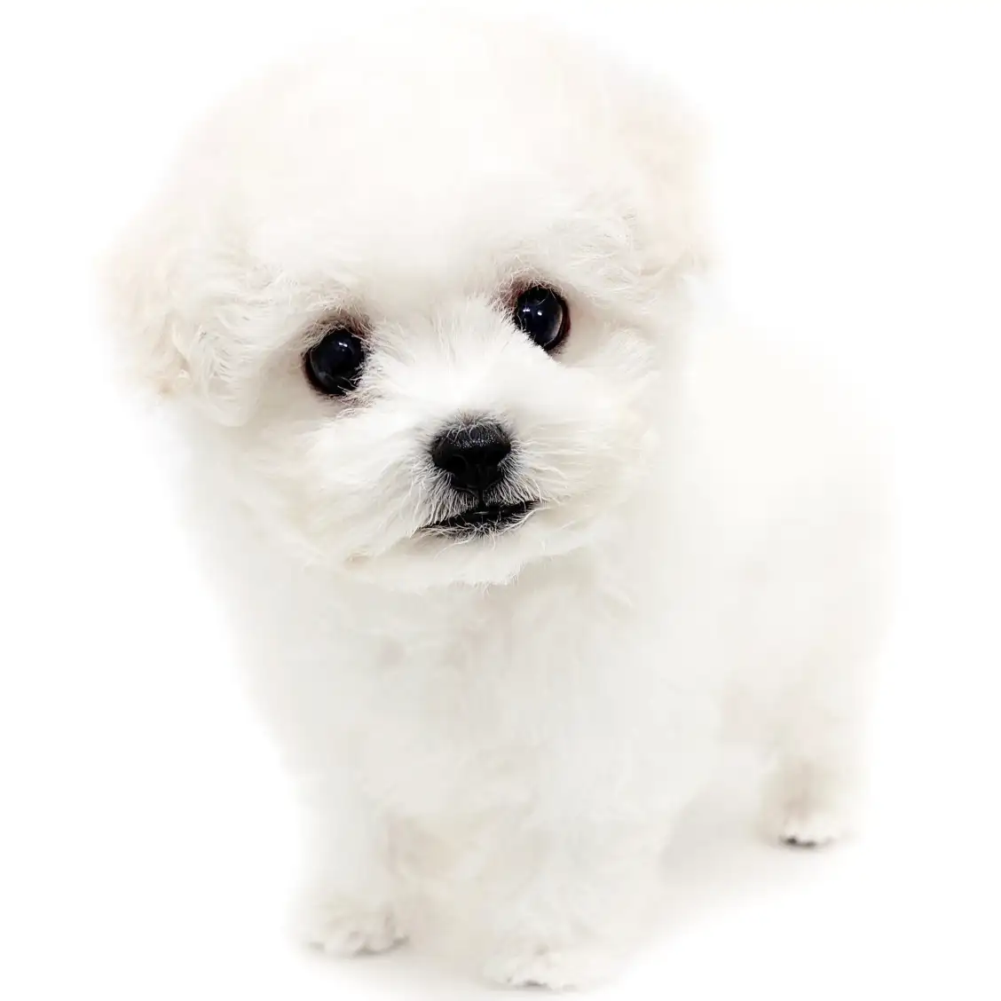 ビションフリーゼ