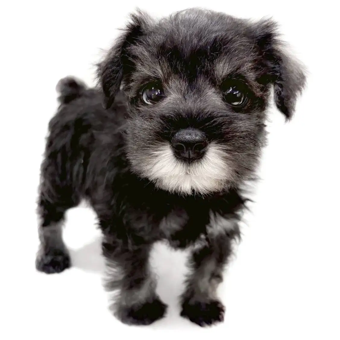 ミニチュア・シュナウザー