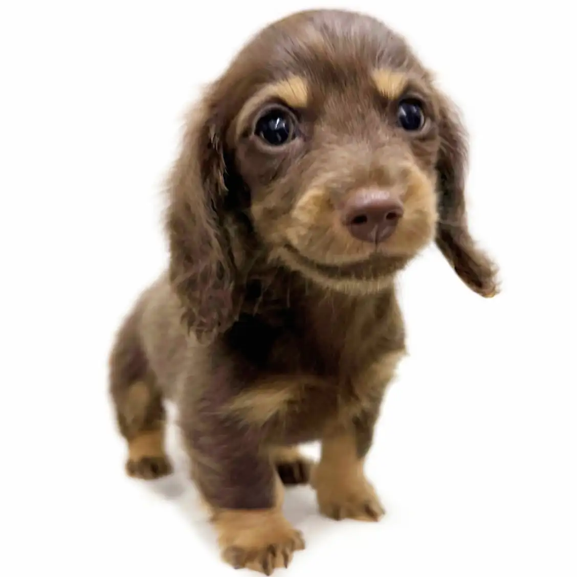 ミニチュア・ダックスフント