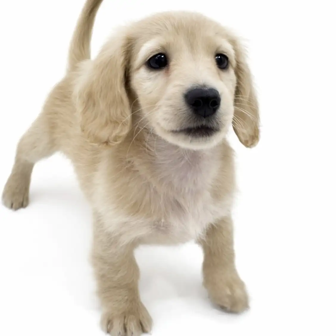 ミニチュア・ダックスフント