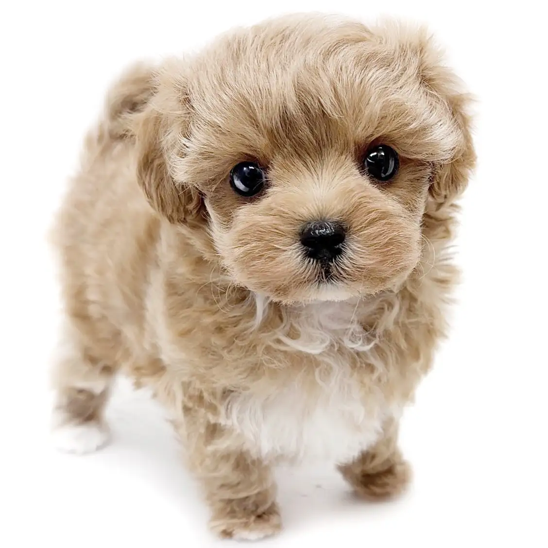 MIX(マルチーズ×トイプードル)