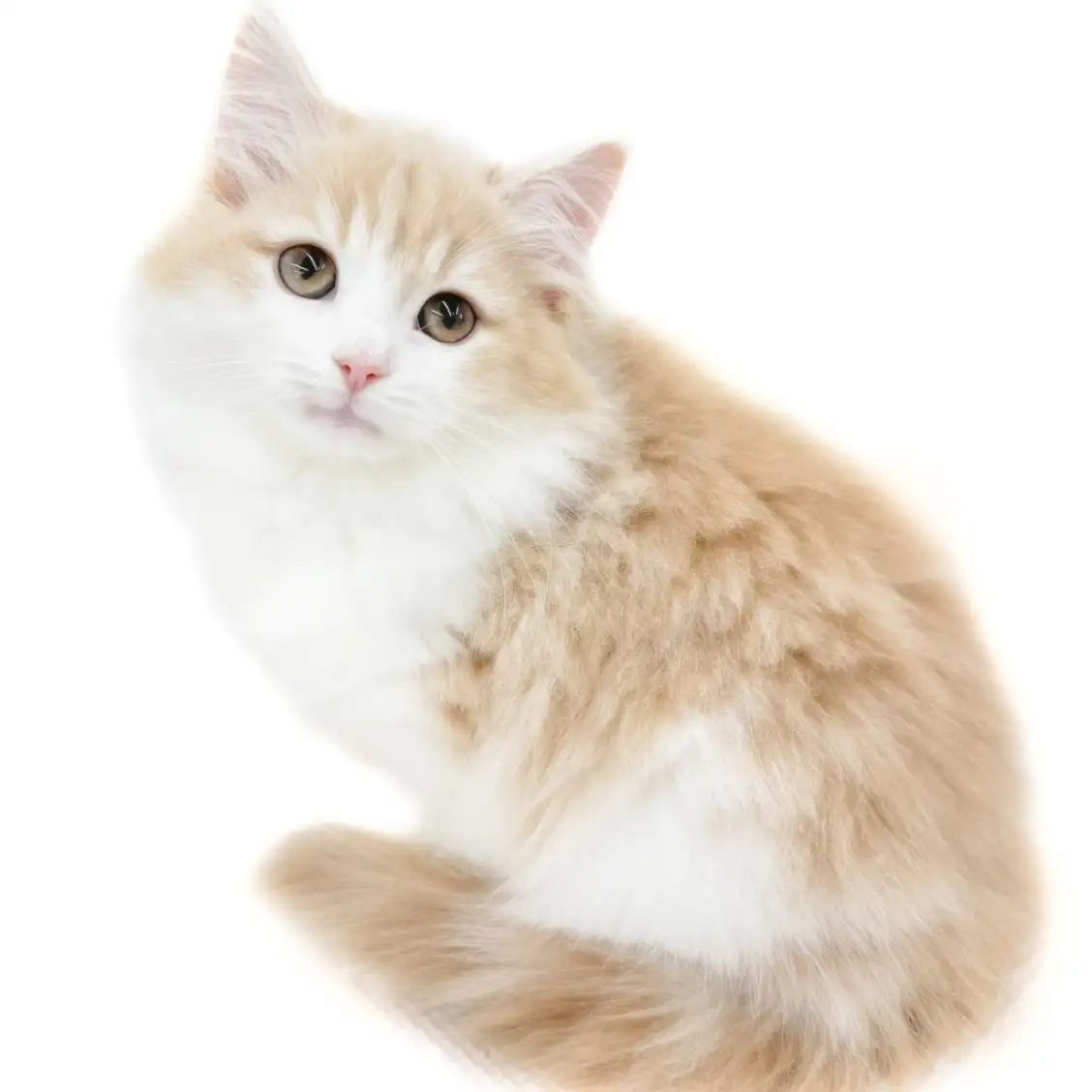 ノルウェージャンフォレストキャット