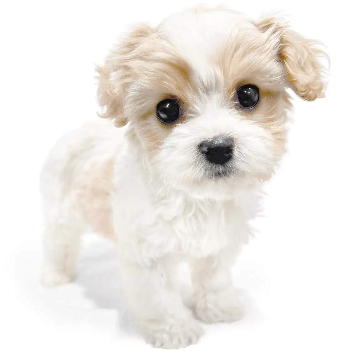 MIX(キャバリアキングチャールズスパニエル×ビションフリーゼ)