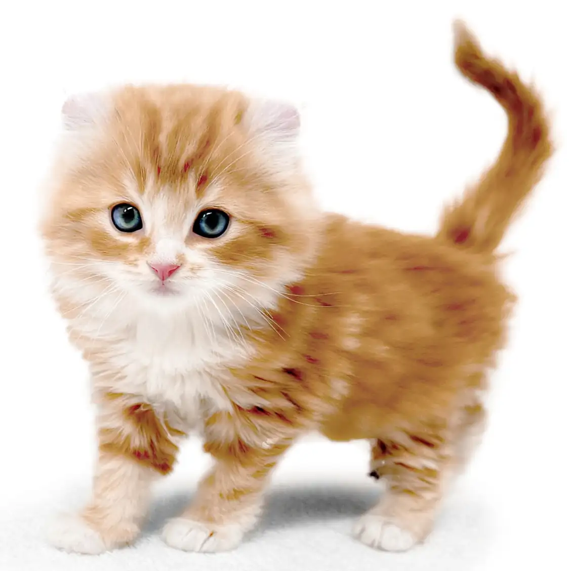 アメリカンカール