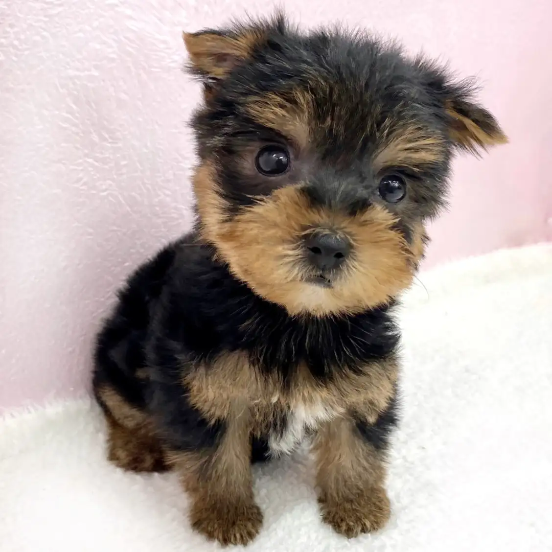 ヨークシャーテリア