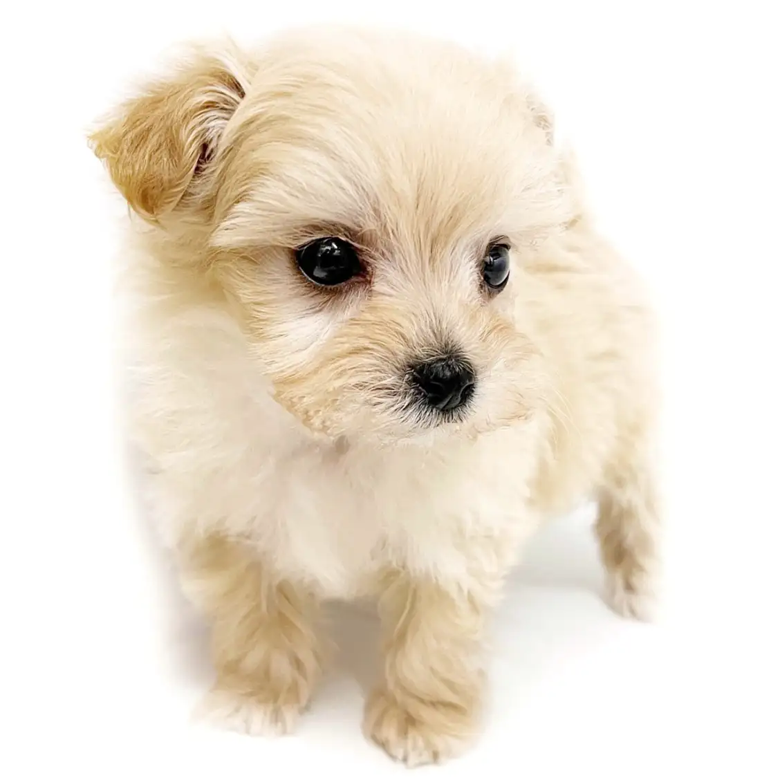 MIX（マルチーズ×トイプードル）