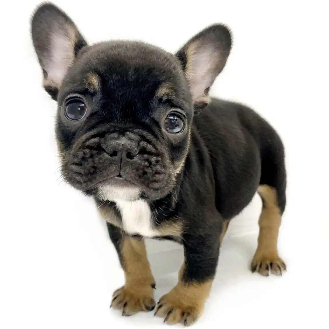 フレンチブルドッグ