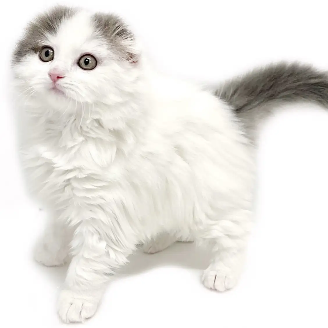 スコティッシュフォールド