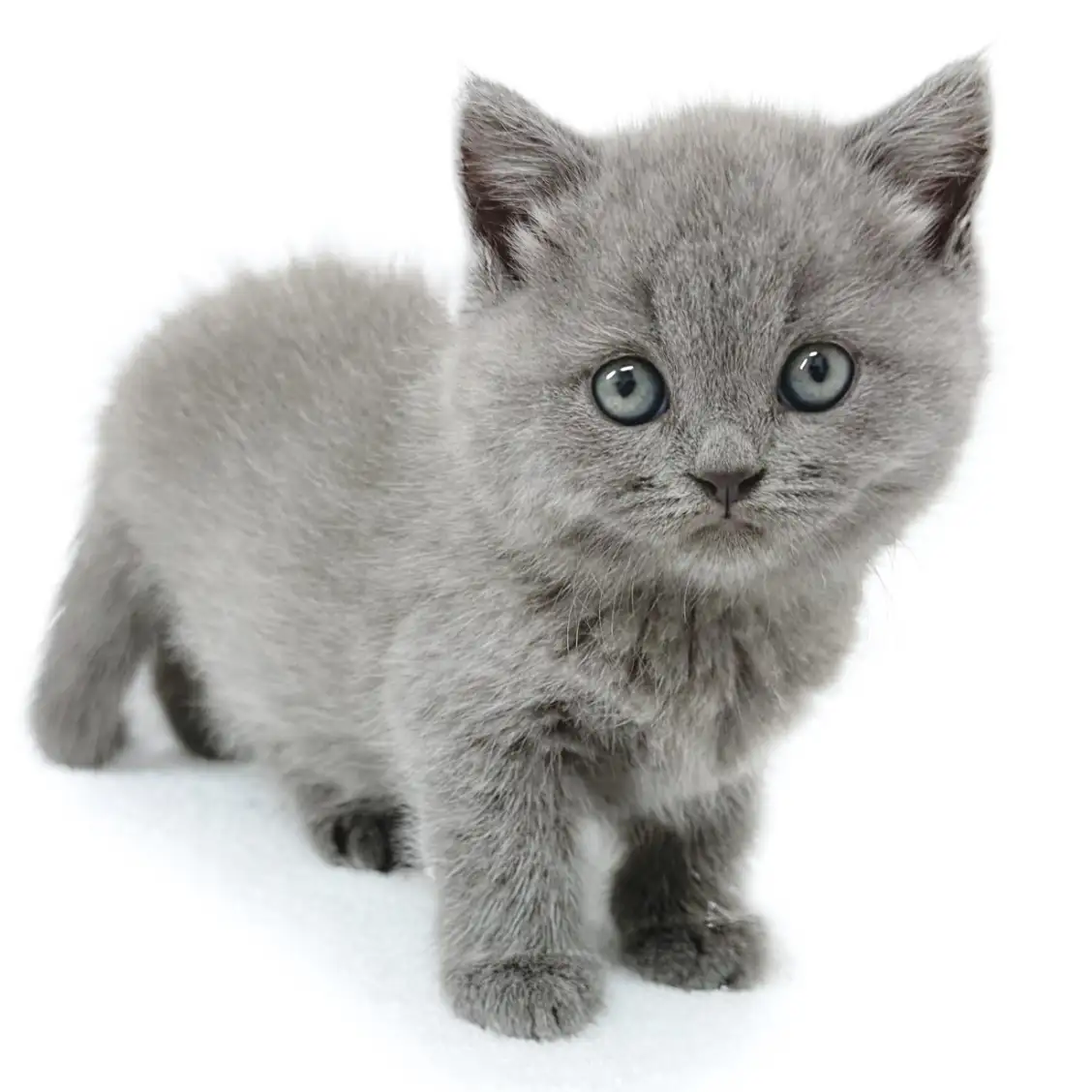 ブリティッシュショートヘア