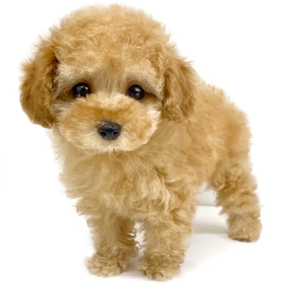 トイ・プードル